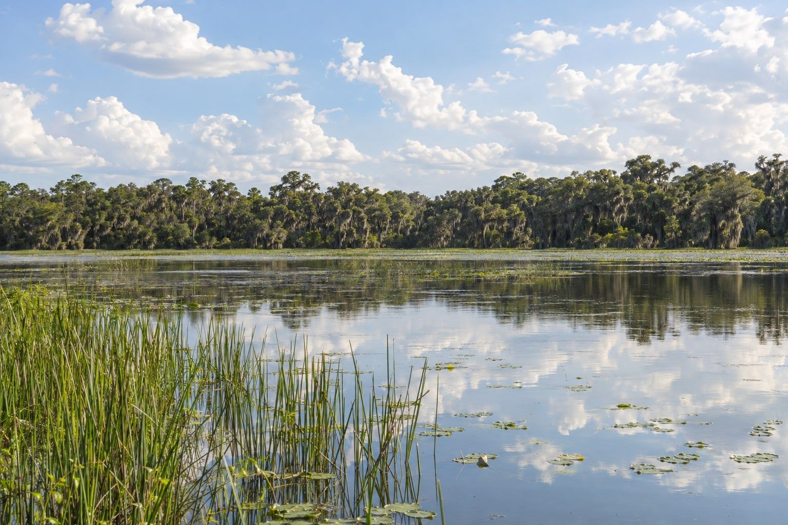 A wide shallow lake under a bright sky with white clouds, a dark line of live oaks hung with Spanish moss along the far shore and tall green reeds at the left